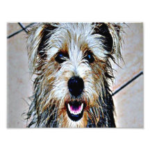 Colourful Dog Photo Art