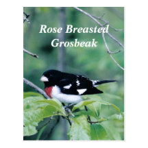 Colourful Dude, Rose Breasted Grosbeak Post Cards