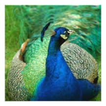 Colourful Peacock Invitations