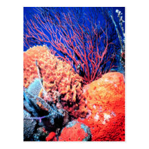 Colourful Sea Sponge Postcard