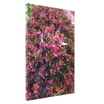 Colourful Summer flowering Heather Canvas Prints