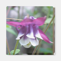 Columbine Photos Square Magnet
