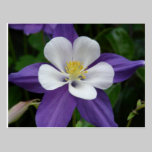 Columbine Purple and White Flower Postcard postcards