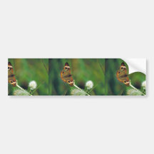 Common Buckeye butterfly on Rattlesnake-master Bumper Stickers
