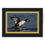 Common_goldeneye_5762 Greeting Cards