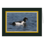 Common goldeneye pair_7113 greeting cards