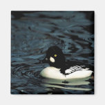 Common goldeneye refrigerator magnet