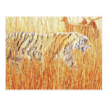 "Common Ground" Tiger in Grass Postcards