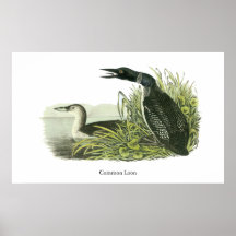 Common Loon, John Audubon Print