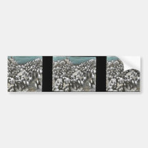 Common Murres Bumper Sticker