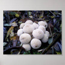 Common Puffball-Lycoperdon perlatum Posters