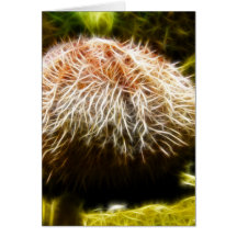 Common Sea Urchin Greeting Card