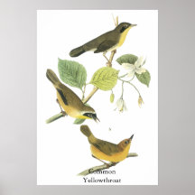 Common Yellowthroat, James Audubon Poster