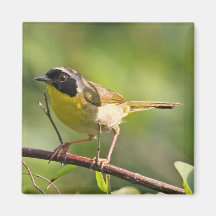 Common Yellowthroat Magnet