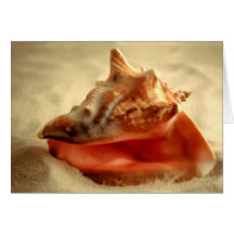 Conch Shell Greeting Card
