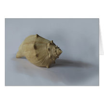 Conch Shell Photo Note Card