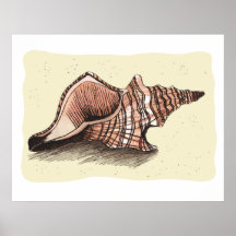Conch Shell Print