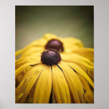 Cone flowers print