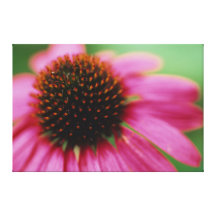 Cone Plant Abstract on Canvas Canvas Prints