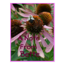 Coneflower Pink Bee Post Cards