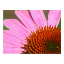 Coneflowers Post Card