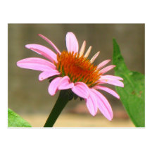 Coneflowers Post Cards
