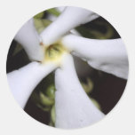 Confederate Jasmine, Version B Round Sticker