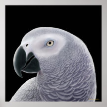 Congo African Grey Parrot Poster