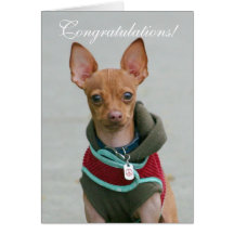 Congratulations chihuahua greeting card