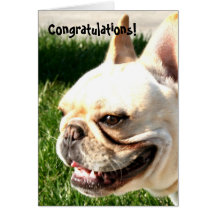 Congratulations French bulldog greeting card