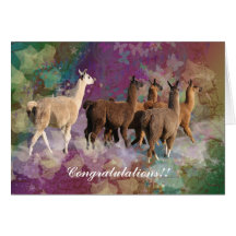 Congratulations! Llamas walking on clouds Greeting Cards