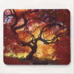 Connecticut: Darien, Japanese maple 'Acer Mousepad