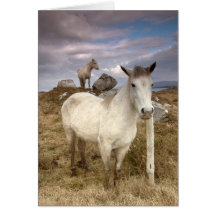 Connemara Ponies Card