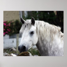 Connemara Pony Poster