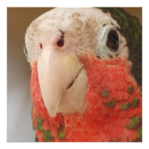 Conure Invitations