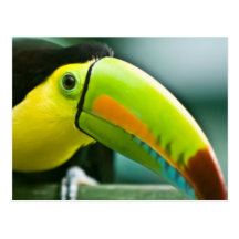 Cool Birds Postcard