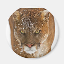 Cool Cougar Fridge Magnets