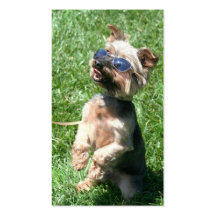 Cool Yorkshire Terrier business cards