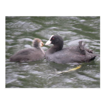 Coot Feeding Hungry Chick Postcard