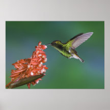 Coppery-headed Emerald, Elvira cupreiceps, Poster