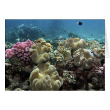 Coral, Agincourt Reef, Great Barrier Reef, Cards