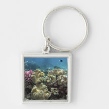 Coral, Agincourt Reef, Great Barrier Reef, Key Chain