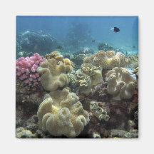 Coral, Agincourt Reef, Great Barrier Reef, Fridge Magnets