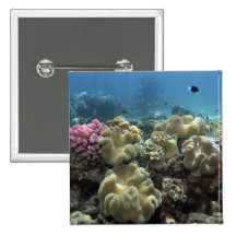 Coral, Agincourt Reef, Great Barrier Reef, Pins