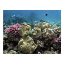 Coral, Agincourt Reef, Great Barrier Reef, Post Card