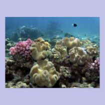 Coral, Agincourt Reef, Great Barrier Reef, posters