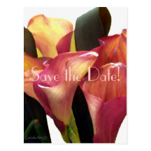 Coral Callas Postcard