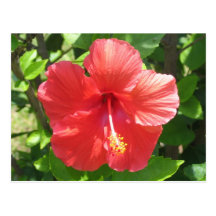 Coral Hibiscus Postcard