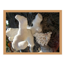 coral post cards