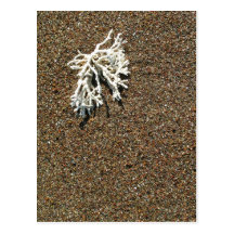 Coral Postcards